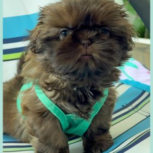 Shih Tzu Puppies Looking for Homes