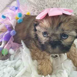 Shih Tzu Puppies Rescue