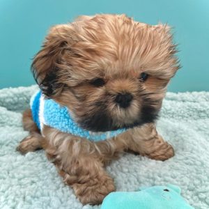 Shih Tzu Puppies Seeking Forever Homes