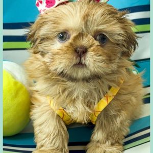 Shih Tzu Puppies for Adoption