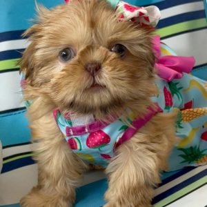 Shih Tzu Puppy Adoption