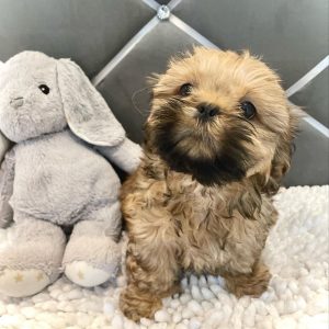 Shih Tzu Puppy Rescue