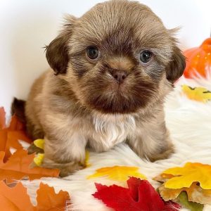 Shih Tzu Rescue