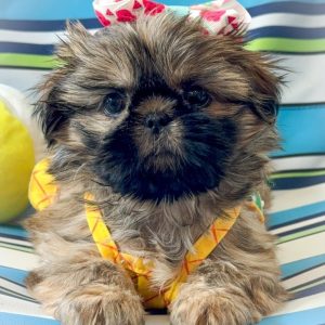 Shih Tzu Rescue Near Me