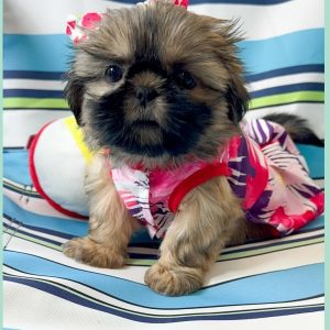 Shih Tzu Rescue USA