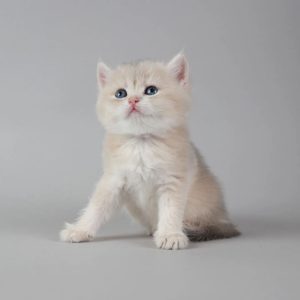Short Legged Cats