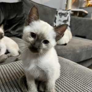 Siamese Cat Adoption Near Me