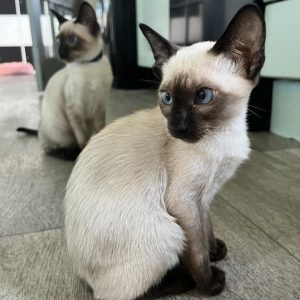 Siamese Cat Rescue Near Me