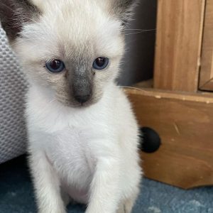 Siamese Cats for Adoption