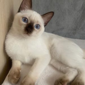 Siamese Cat Rescue USA