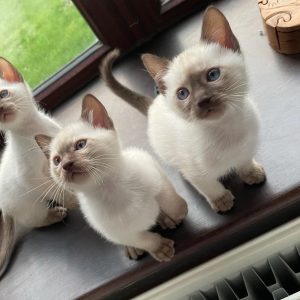 Siamese Kitten Rescue Near Me