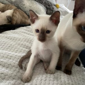 Siamese Kittens Available for Adoption