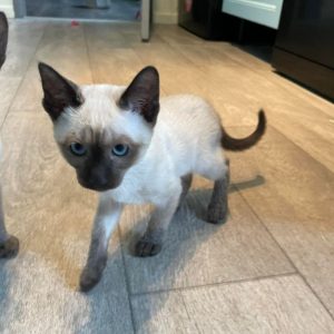 Siamese Kittens Looking for Homes