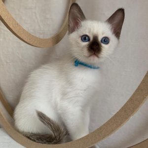Siamese Kittens Rescue