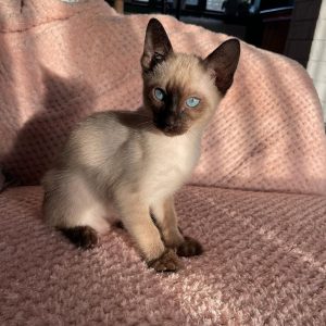 Siamese Kittens Rescue for Adoption