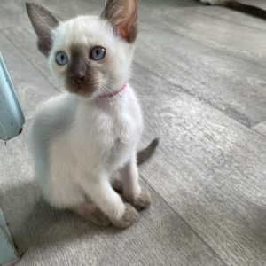 Siamese Kittens Seeking Forever Homes