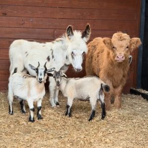 adopt miniature donkey farm