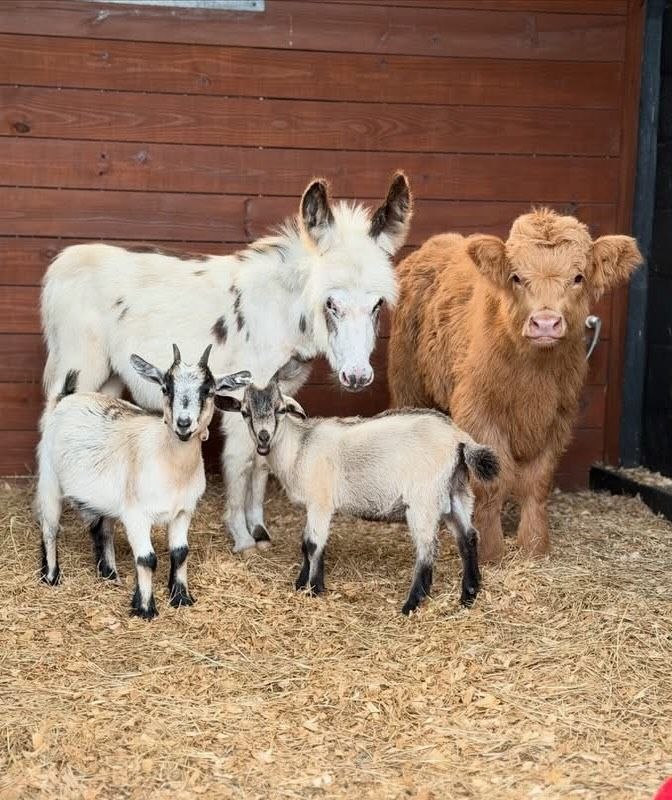adopt miniature donkey farm