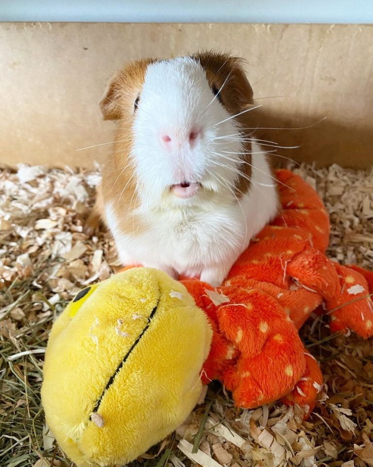 Adopt Guinea Pigs