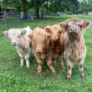 Adopt a Highland Cow