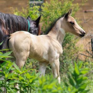 Adopt a Miniature Horse