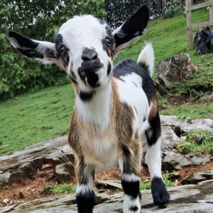 Adopt a Nigerian Dwarf Goat