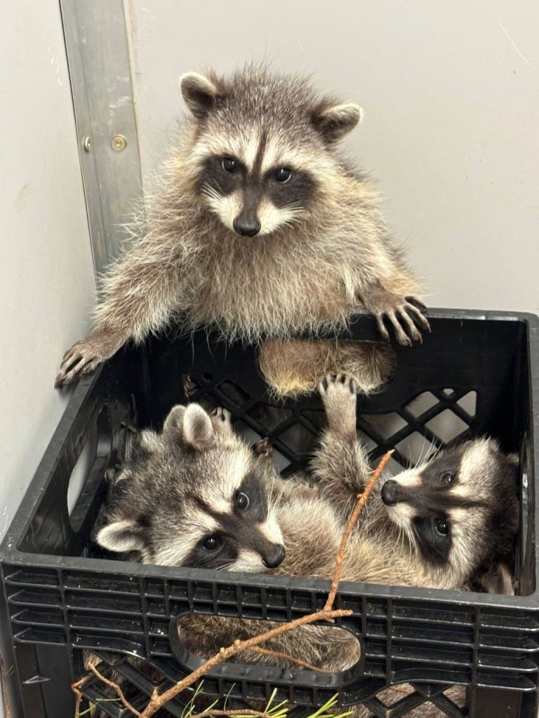 Adopt a Raccoon