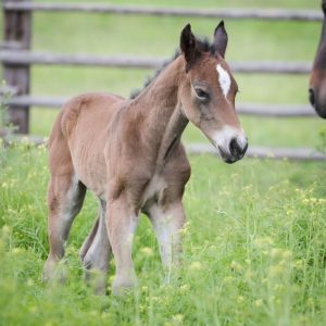 Adoptable Miniature Horses