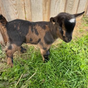 Adoptable Nigerian Dwarf Goats