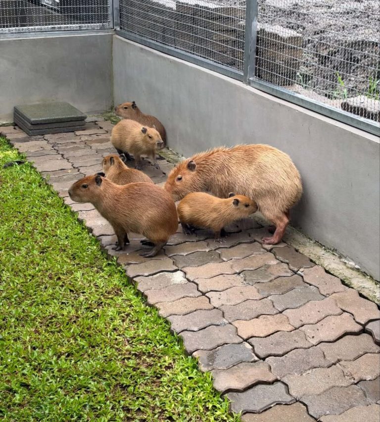 Adoptable capybaras