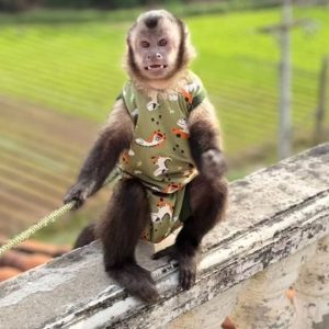 Brown Capuchin Monkey