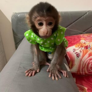 Capuchin Monkey