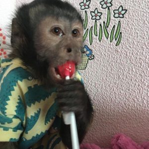 Capuchin Monkey Breed