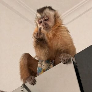 Capuchin Monkey Facts