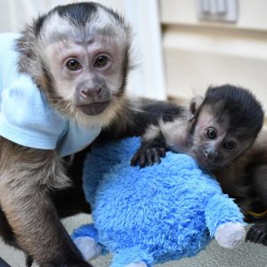 Capuchin Monkey Rescue