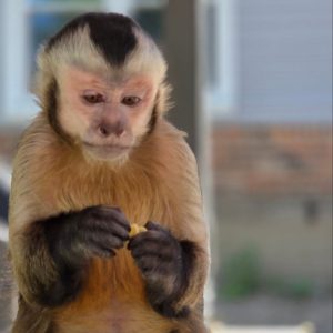 Capuchin Monkey Rescue USA