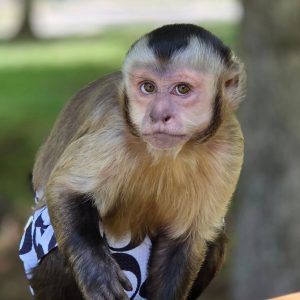 Capuchin Monkey Sanctuary
