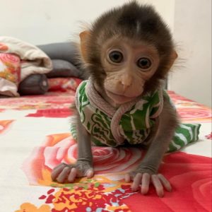 Capuchin Monkey Species