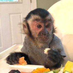 Capuchin Monkey USA