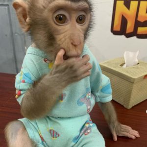 Capuchin Monkeys