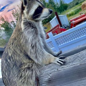 Common Raccoon