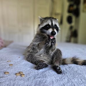 Crab Eating Raccoon