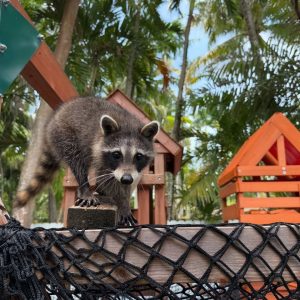 Different Types of Raccoons