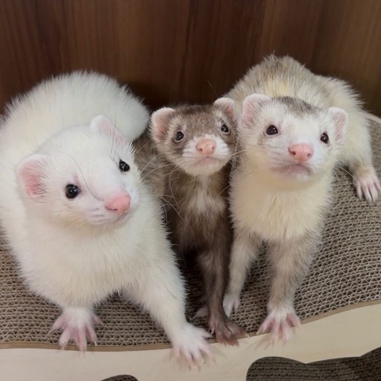 Ferret Rescue USA