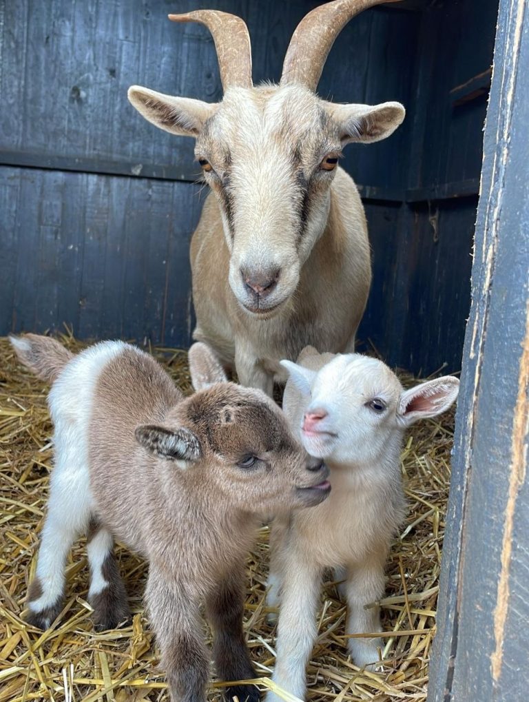 Goat Rescue