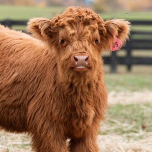 Highland Cattle