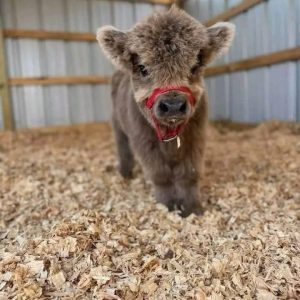 Highland Cattle Adoption