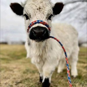 Highland Cattle Farm