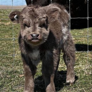 Highland Cattle USA