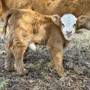 Highland Cow